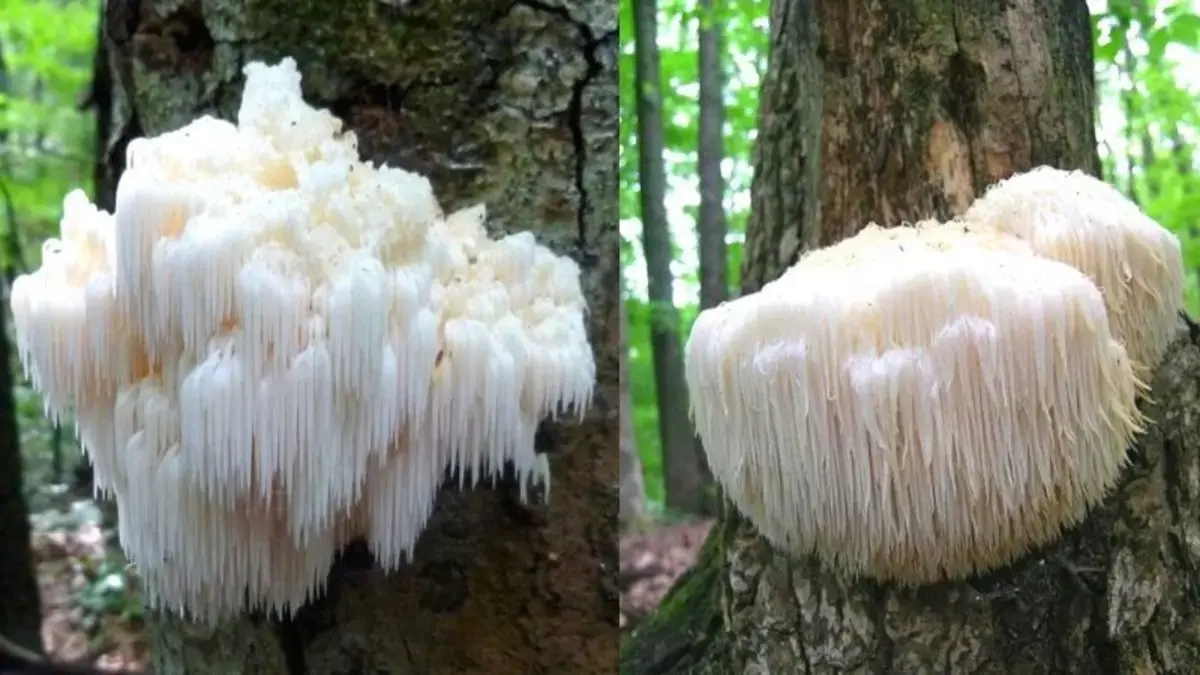 Lion's mane mushroom: Researchers are investigating its potential for strengthening memory, protecting the brain, and other effects on the nervous system.