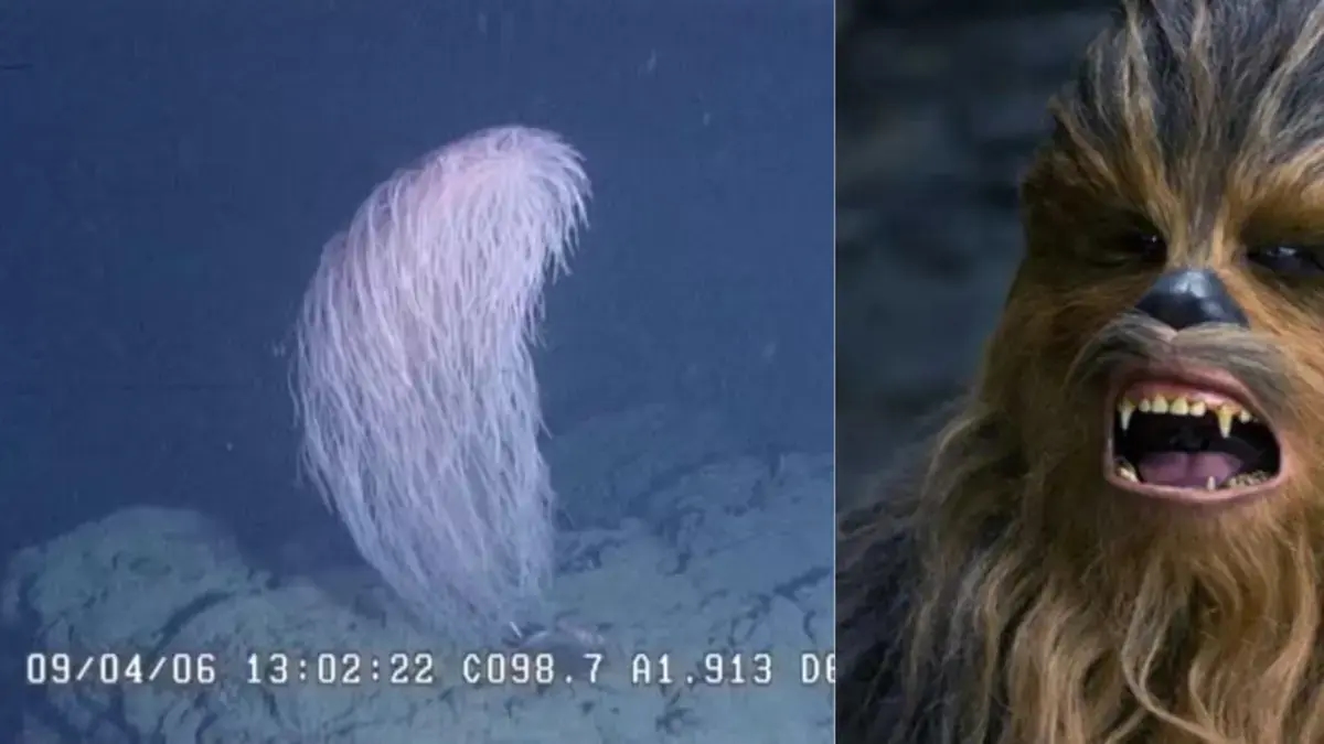 Wetenschappers ontdekken 'Chewbacca', een nieuwe koraalsoort die ze vergelijken met het personage uit 'Star Wars'.