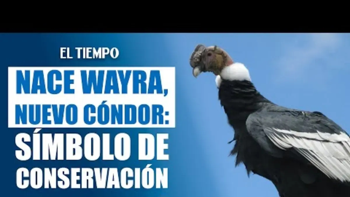 Wayra, de nieuwe Andescondor in Colombia en zusje van Rafiki, is geboren; een derde ei wordt momenteel uitgebroed.