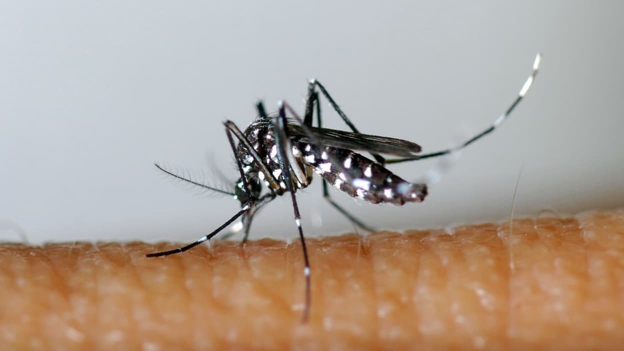 La chikungunya circola a un livello mai visto prima nella Francia continentale in questa prima parte dell'anno