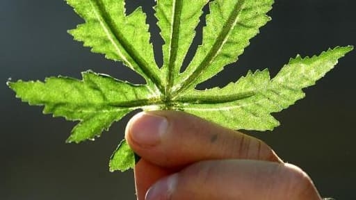 Perigo percebido da cannabis está em declínio acentuado entre os franceses