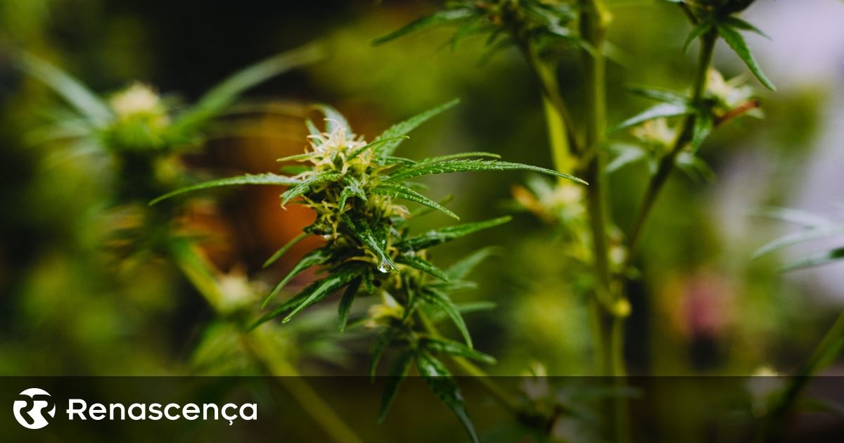 Dois detidos e apreendida droga destinada ao Boom Festival 2025