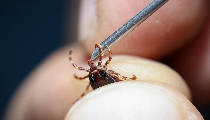 Attention aux piqûres de tiques ! Quels sont les symptômes de la fièvre hémorragique de Crimée-Congo ? Comment se protéger des tiques ? Avertissements des experts...