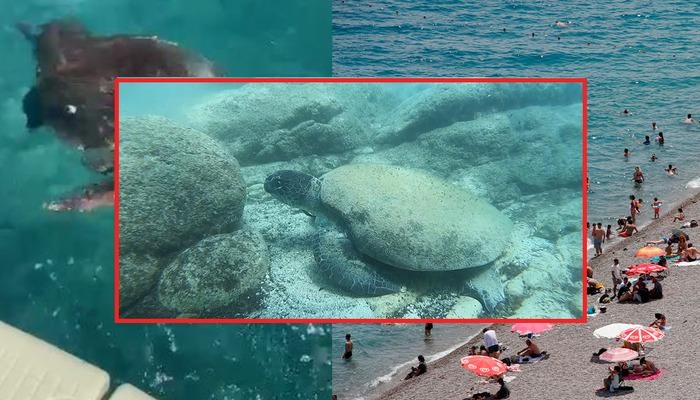 ¡Las Caretta carettas pueden morder! ¡Ten cuidado al nadar al mediodía! Un experto explicó la razón: «Podría ser una respuesta al estrés».