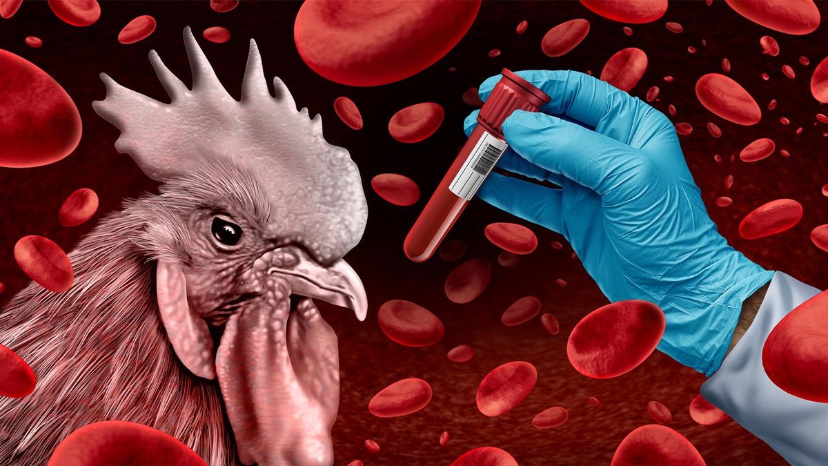 Vogelgriepalarm! Pluimveebedrijven in risicogebieden gesloten: "Het wordt een wereldwijd probleem"