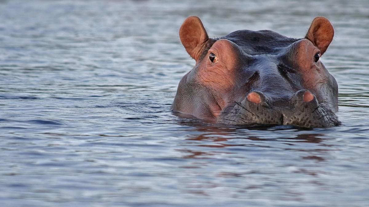 Um hipopótamo virou um barco, matando mais de uma dúzia de pessoas.