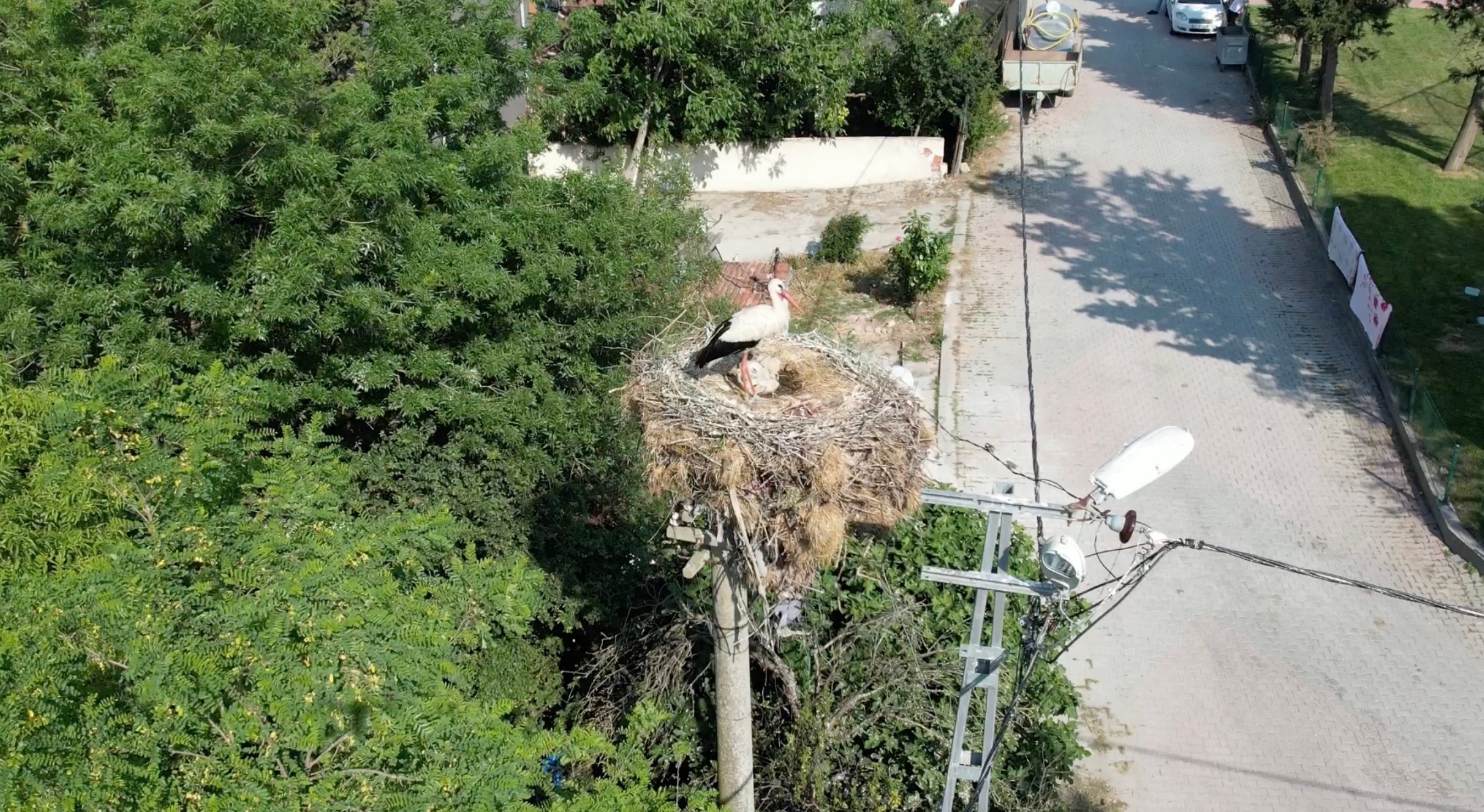 Arnavutköy'de yavrulayınca göçe devam edemeyen leylek mahallenin maskotu oldu