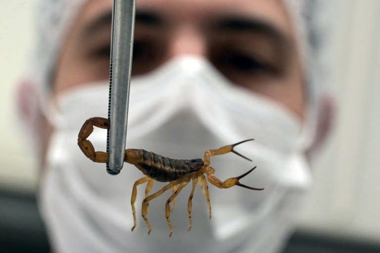 Learn how to protect your home against scorpions
