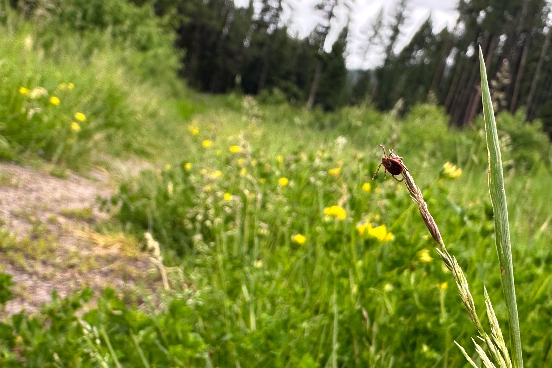Ticks Are Migrating, Raising Disease Risks if They Can’t Be Tracked Quickly Enough