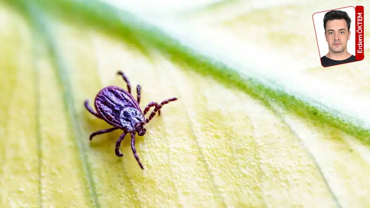 Die Zahl der CCHF-Fälle nimmt zu: Vorsicht vor Zecken