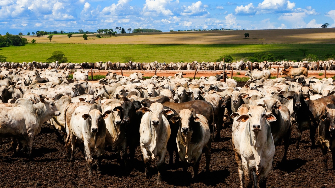 L'aumento delle tariffe ha rivelato che il Brasile non era poi così dipendente dagli Stati Uniti, almeno in un settore.