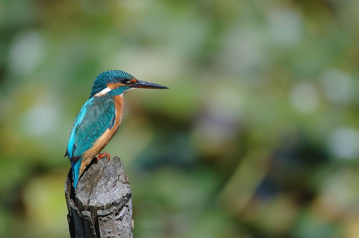 Holidays in the Landes: La Leyre,
wild jewel of the Landes, walks and activities