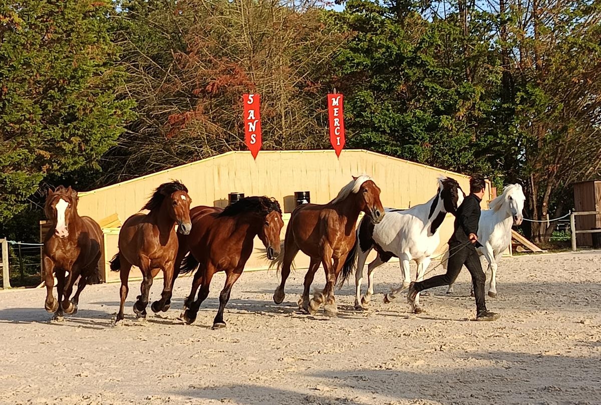Saint-Georges-d'Oléron: De paardenshow viert zijn vijfde verjaardag in stijl