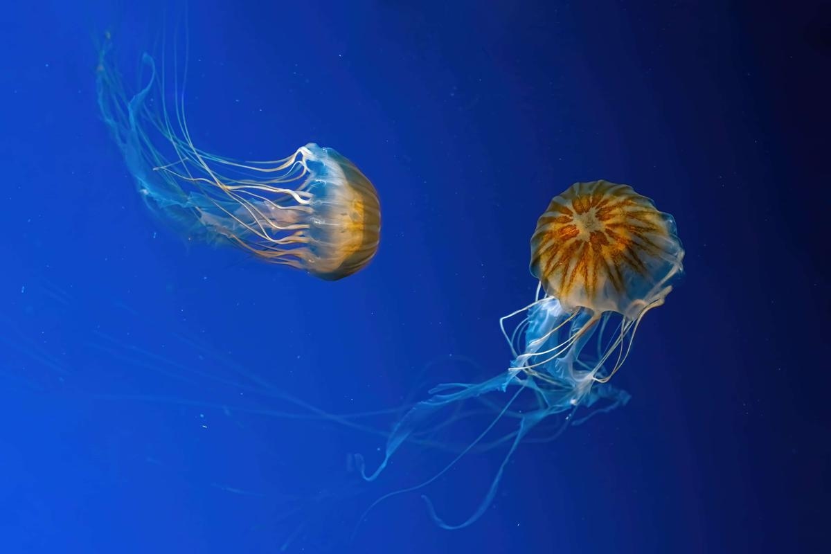 Medusas: ¿qué hacer en caso de picadura?
