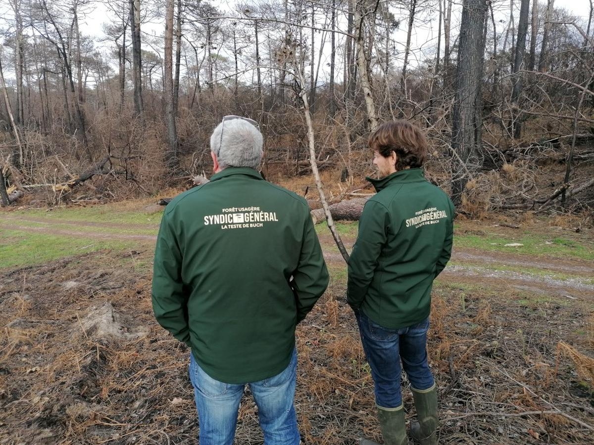 Arcachon Havzası: Mütevelli heyeti, ormancılıkla ilgili beyaz kitabın hazırlanmasını belediye seçimlerinden sonraya erteledi