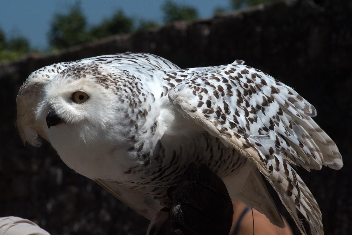 WWF alerte sur le « plus grave » déclin de la faune au Canada en un demi-siècle