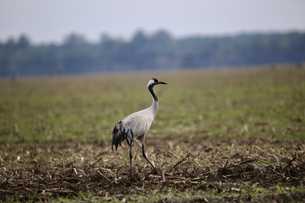 Bird flu: In the Médoc region, the Cousseau Reserve remains vigilant against a virus that is affecting common cranes.