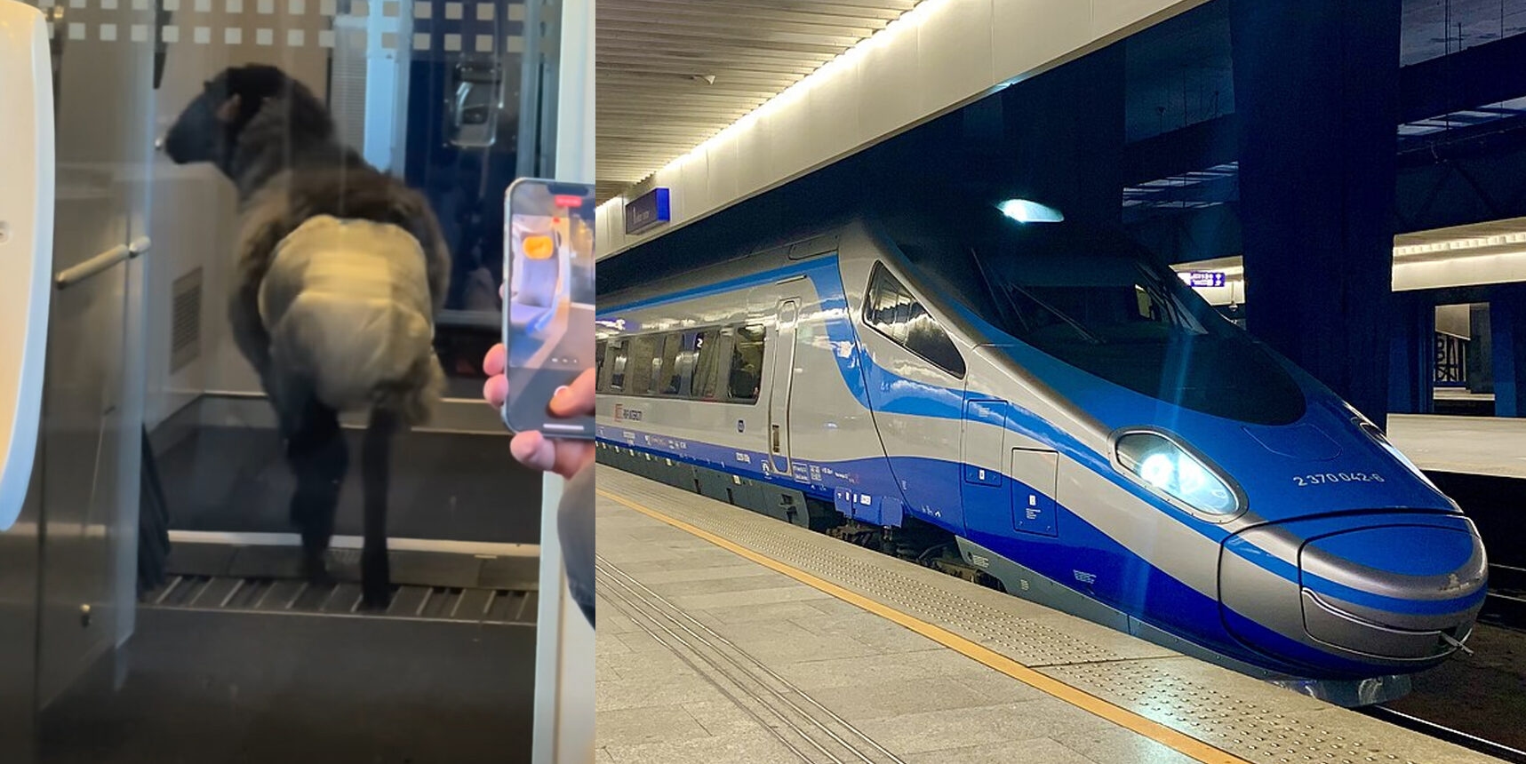 Schaf in Windeln in polnischem Hochgeschwindigkeitszug gesichtet