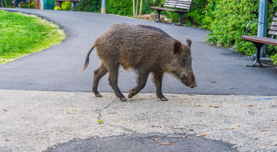 Wild boar relocation ban. Without changes to regulations, they will remain with us in cities.
