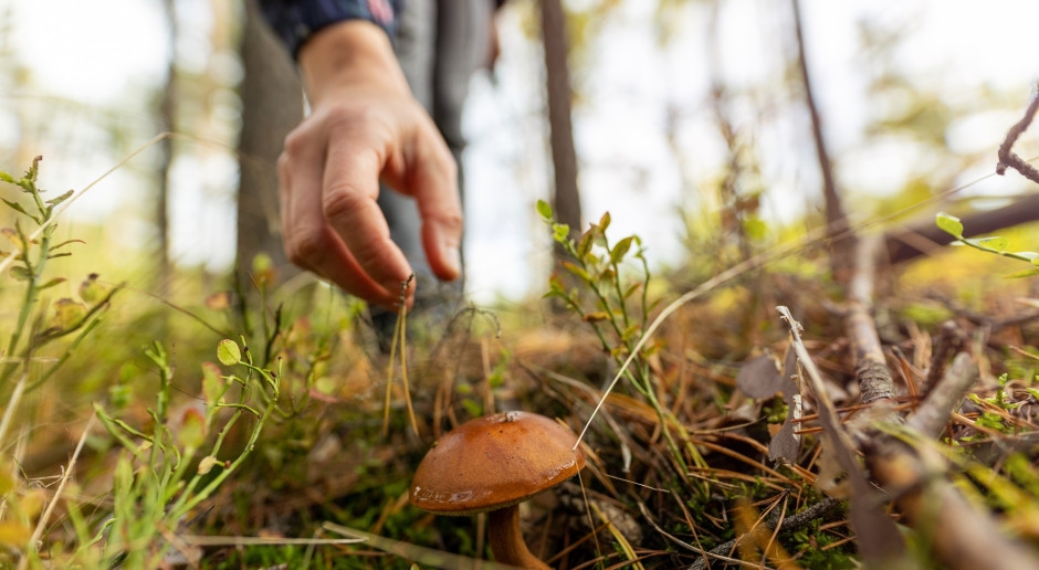 Once a popular table staple, experts now warn against this fungus.