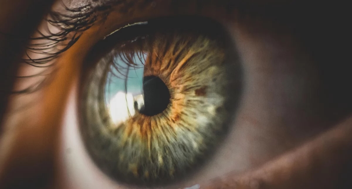 Breakthrough with the apple snail – a possible path to treating eye diseases