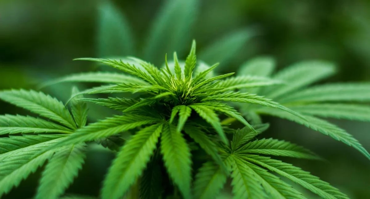 États-Unis : Un conducteur sur quatre tué dans un accident était sous l’influence du cannabis. Des scientifiques mettent en garde contre les conséquences de la légalisation.