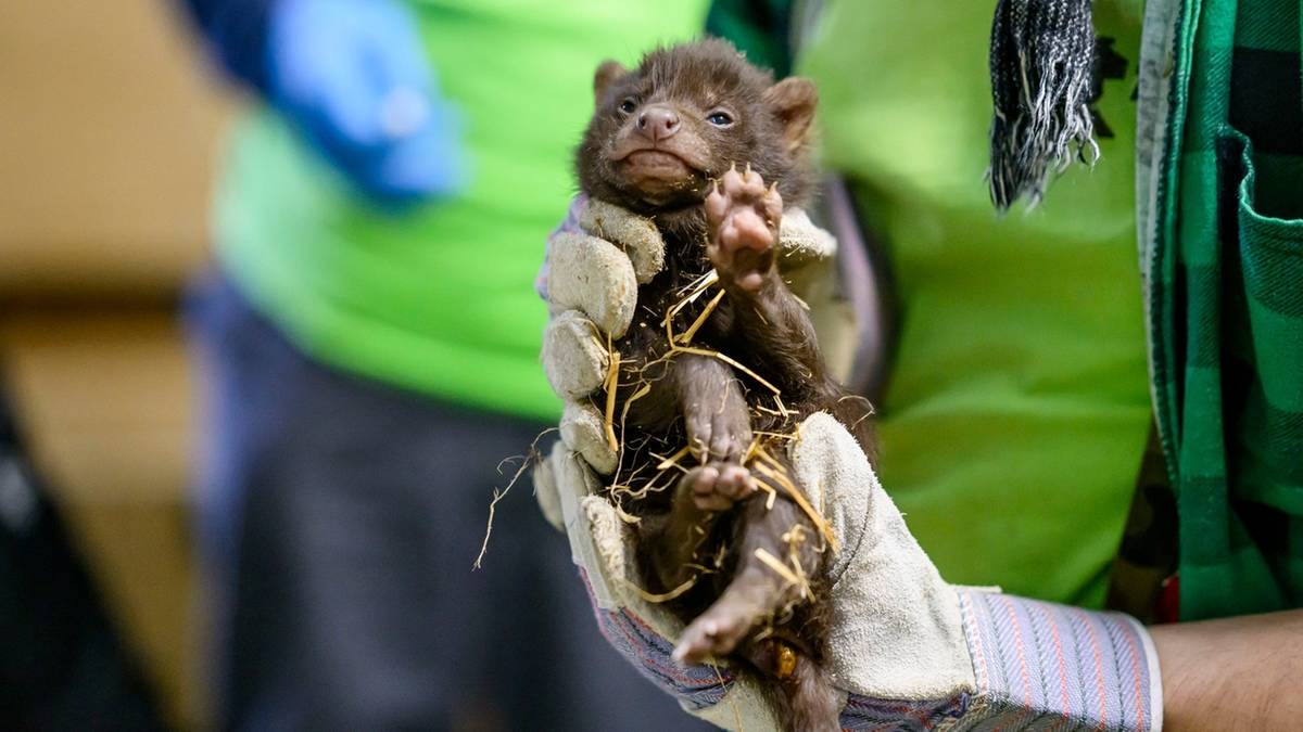 An unusual event at the Łódź zoo. Three packeaters were born