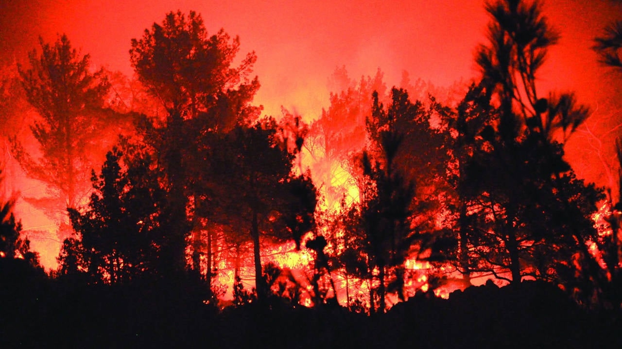 The fires don't go out until the forests are finished