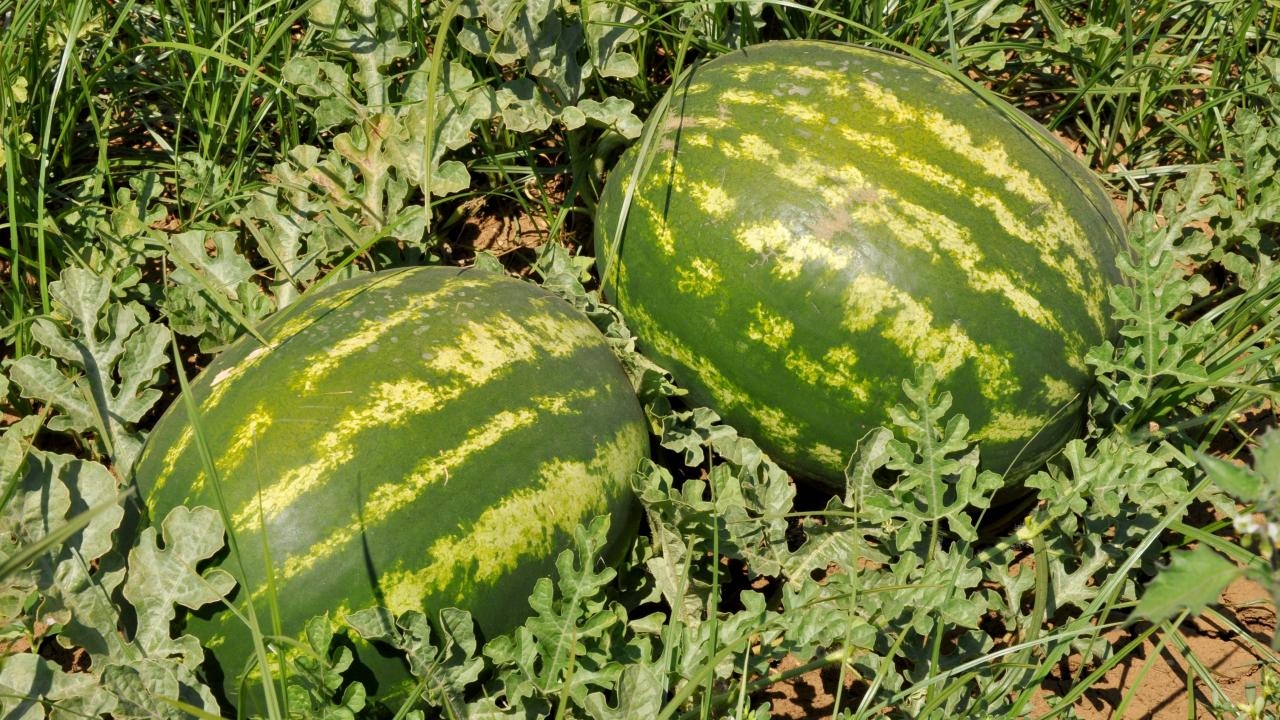 Los melones y sandías sin limpiar pueden causar intoxicación alimentaria.