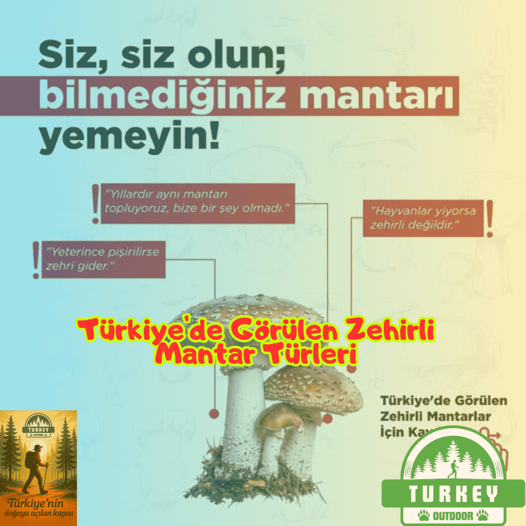 Specie di funghi velenosi trovati in Turchia