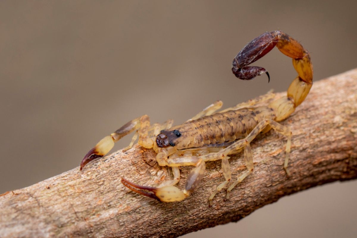 Descubre qué planta es mejor para mantener a los escorpiones amarillos lejos de tu hogar.
