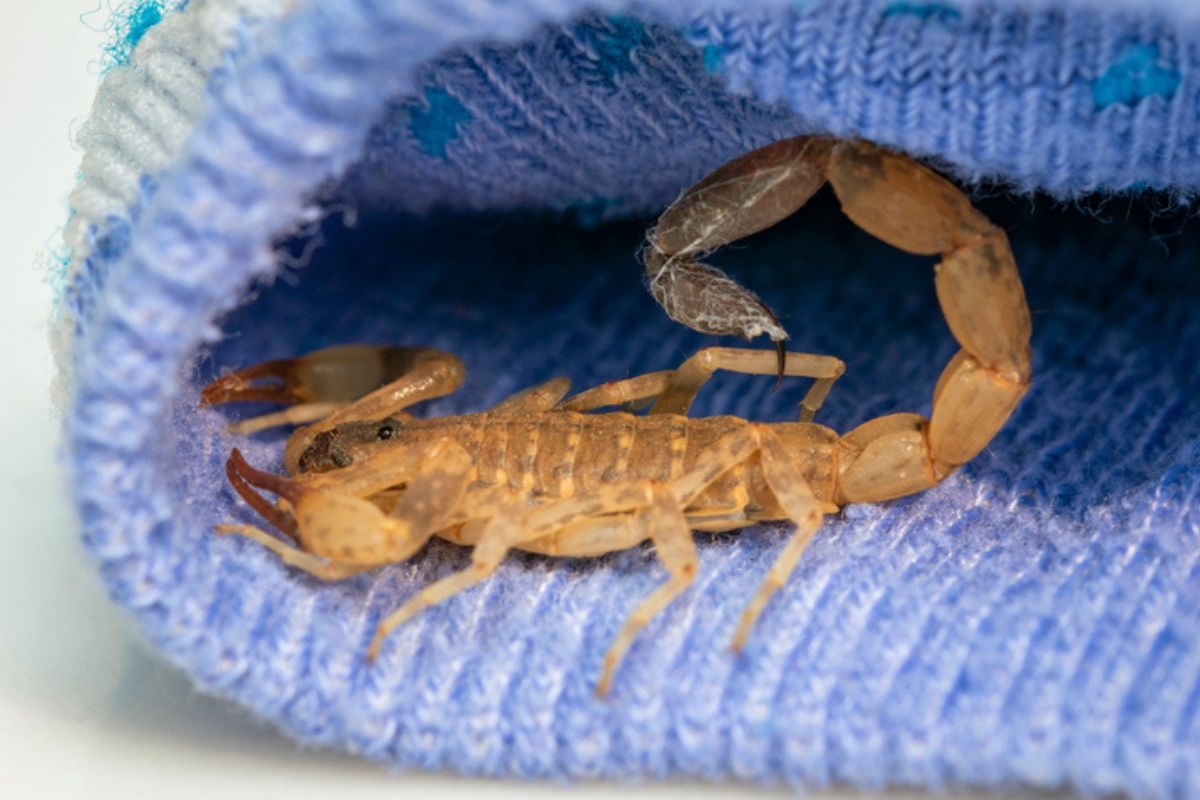 Expert teaches how to identify yellow scorpion tracks