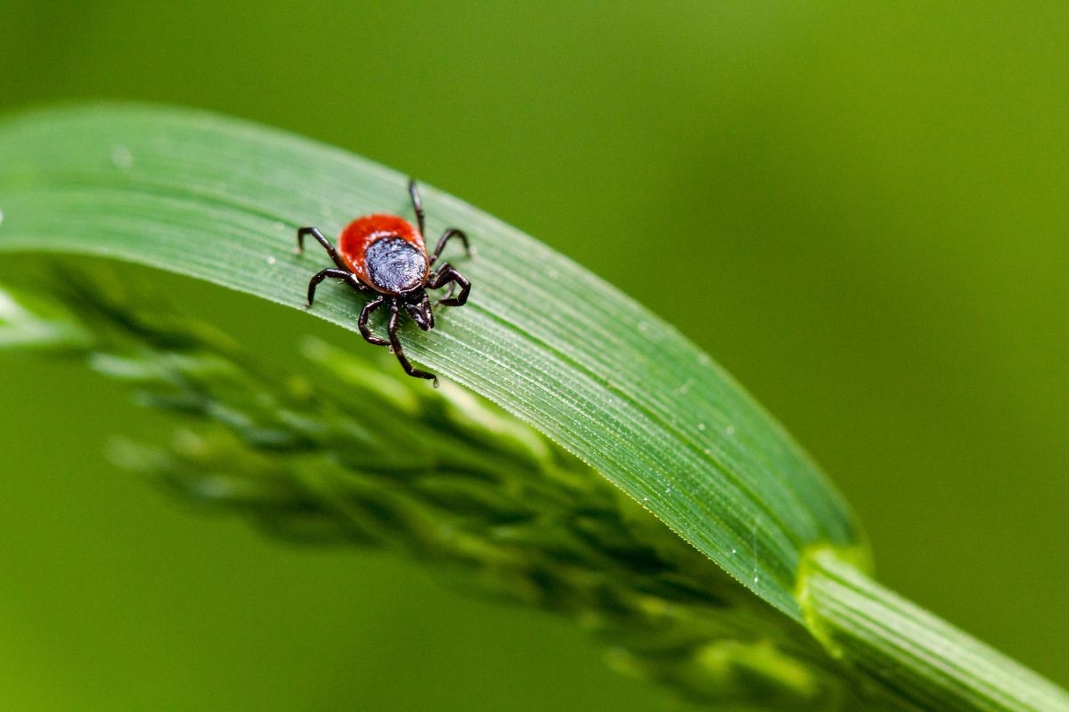 See 8 common backyard plants that can attract ticks