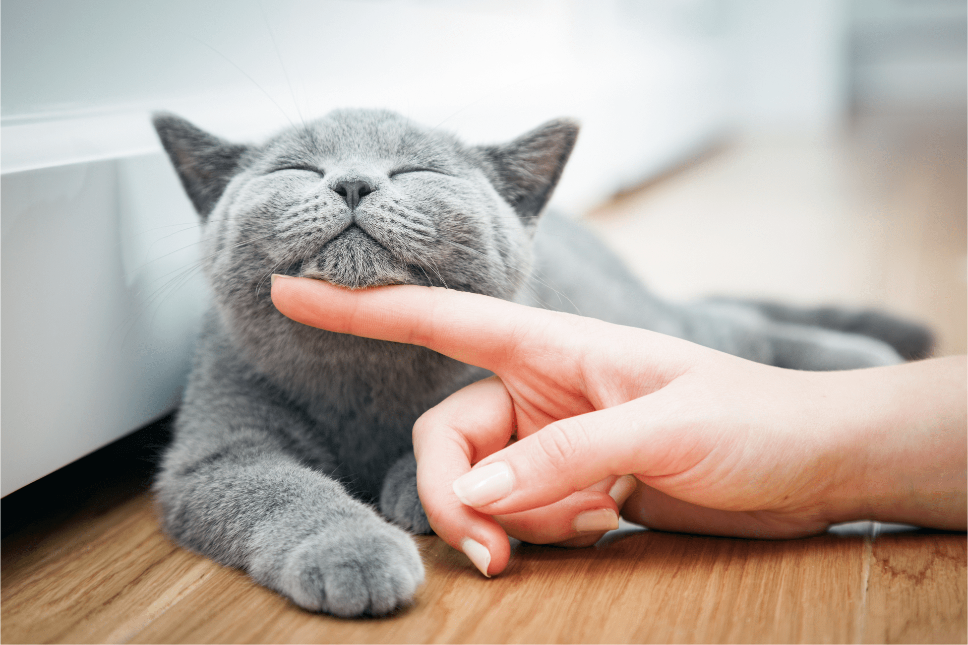 Drugs, from Gemmato ok to veterinary use against Covid that saves cats