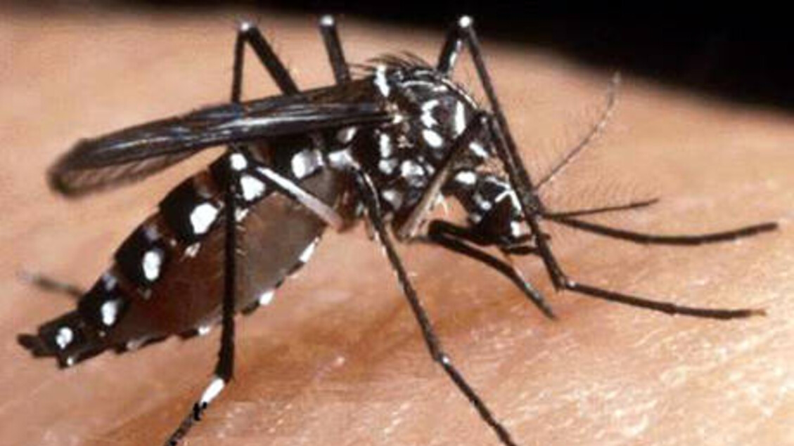 ISS, 68 cases of dengue and 22 of chikungunya since the beginning of the year