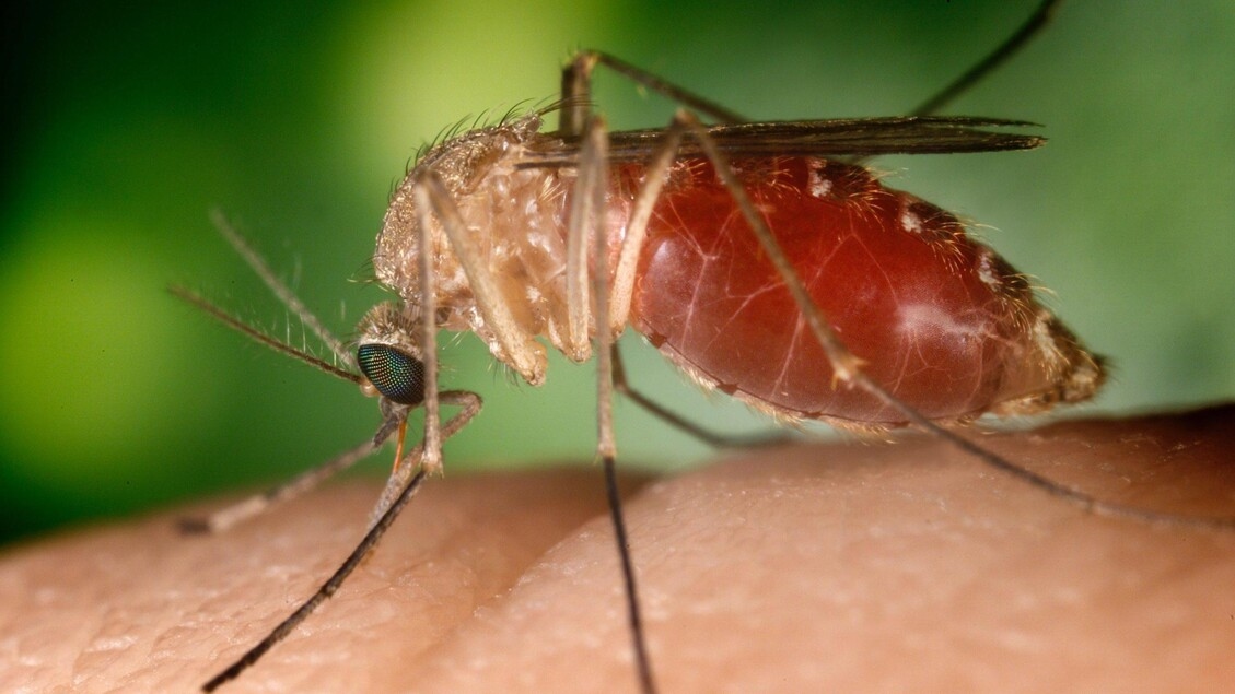 Sixth West Nile victim in Lazio, an 83-year-old woman