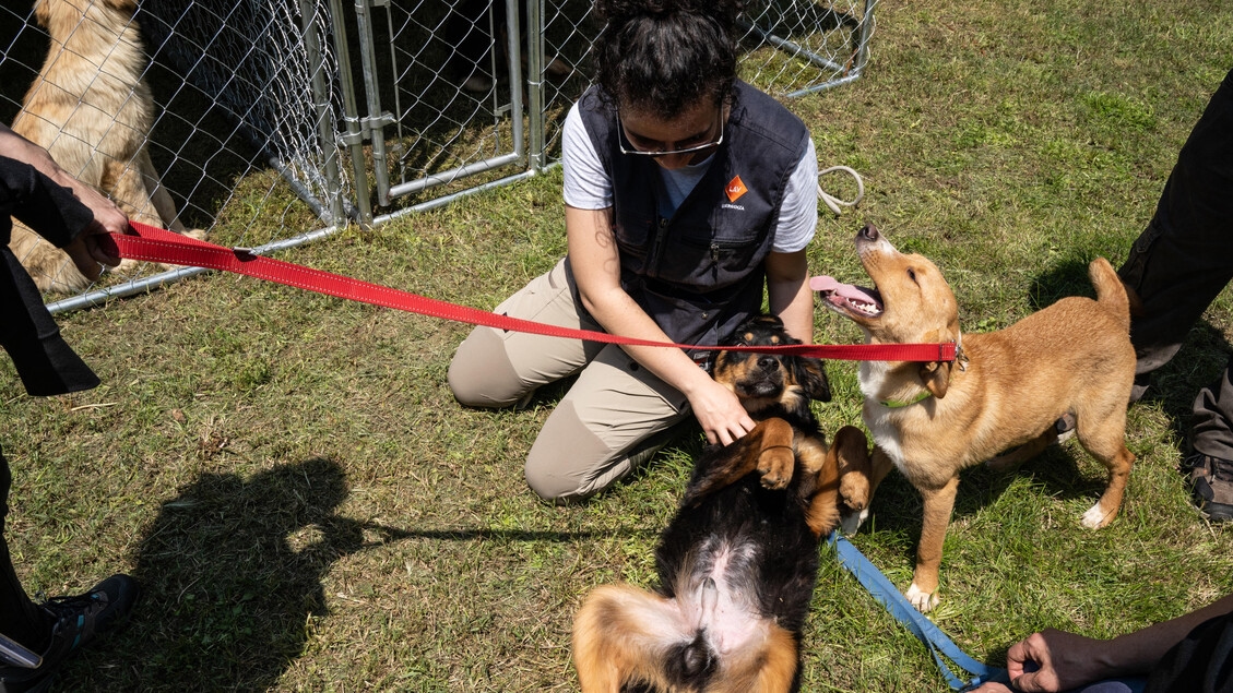 Hunde als Blutspender, Zooprophylaktische Venezie-Enpa-Vereinbarung