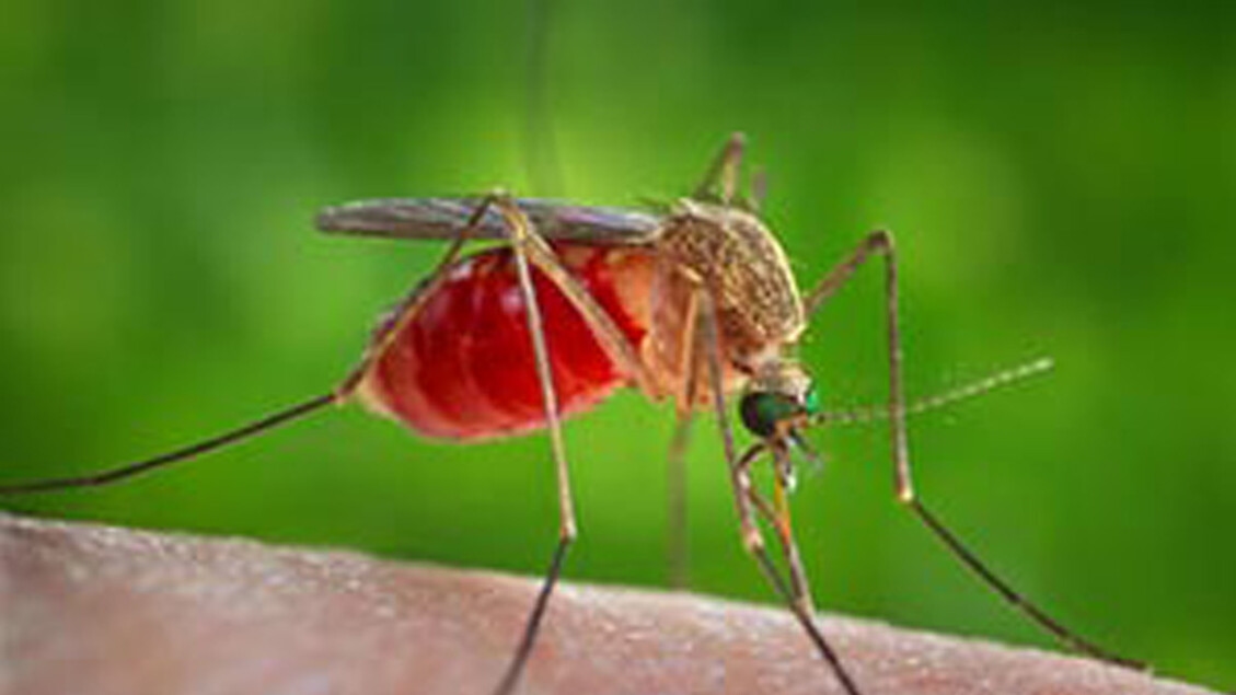 In Latium gab es einen Todesfall im Zusammenhang mit dem West-Nil-Virus; in Fondi ist eine Frau gestorben.