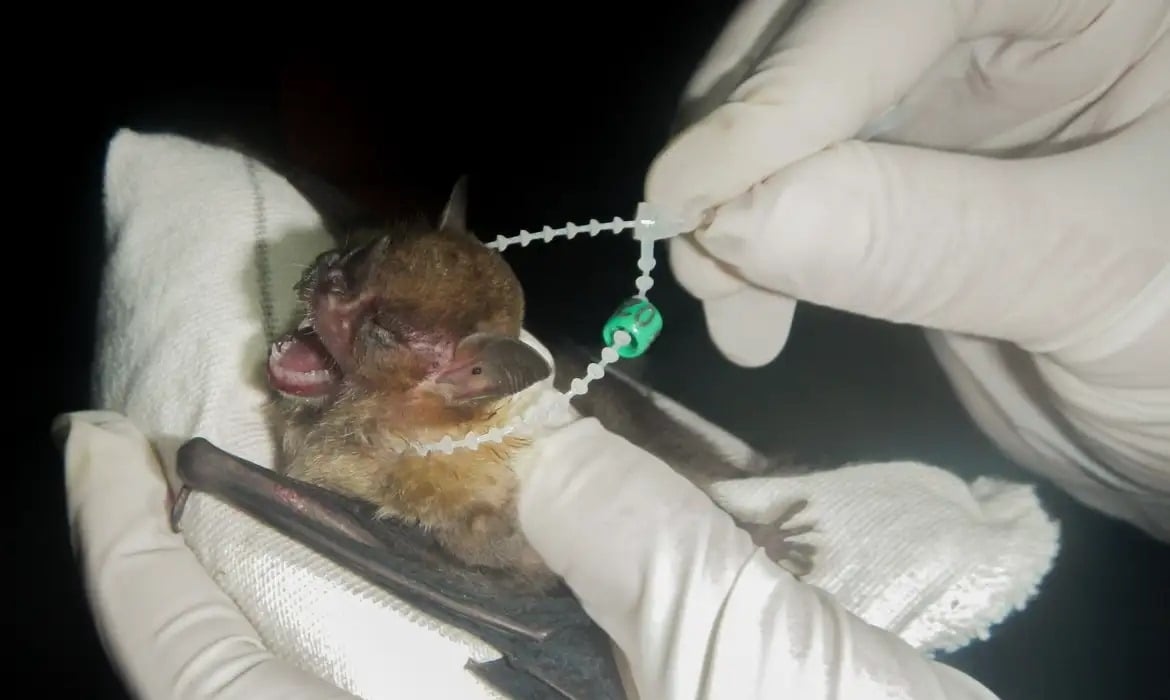 DF has two cases of rabies in bats and Health intensifies care