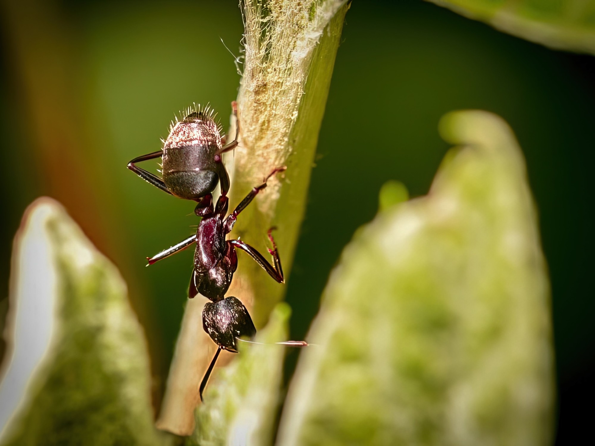 Este é o segredo do jardineiro para erradicar formigas das plantas