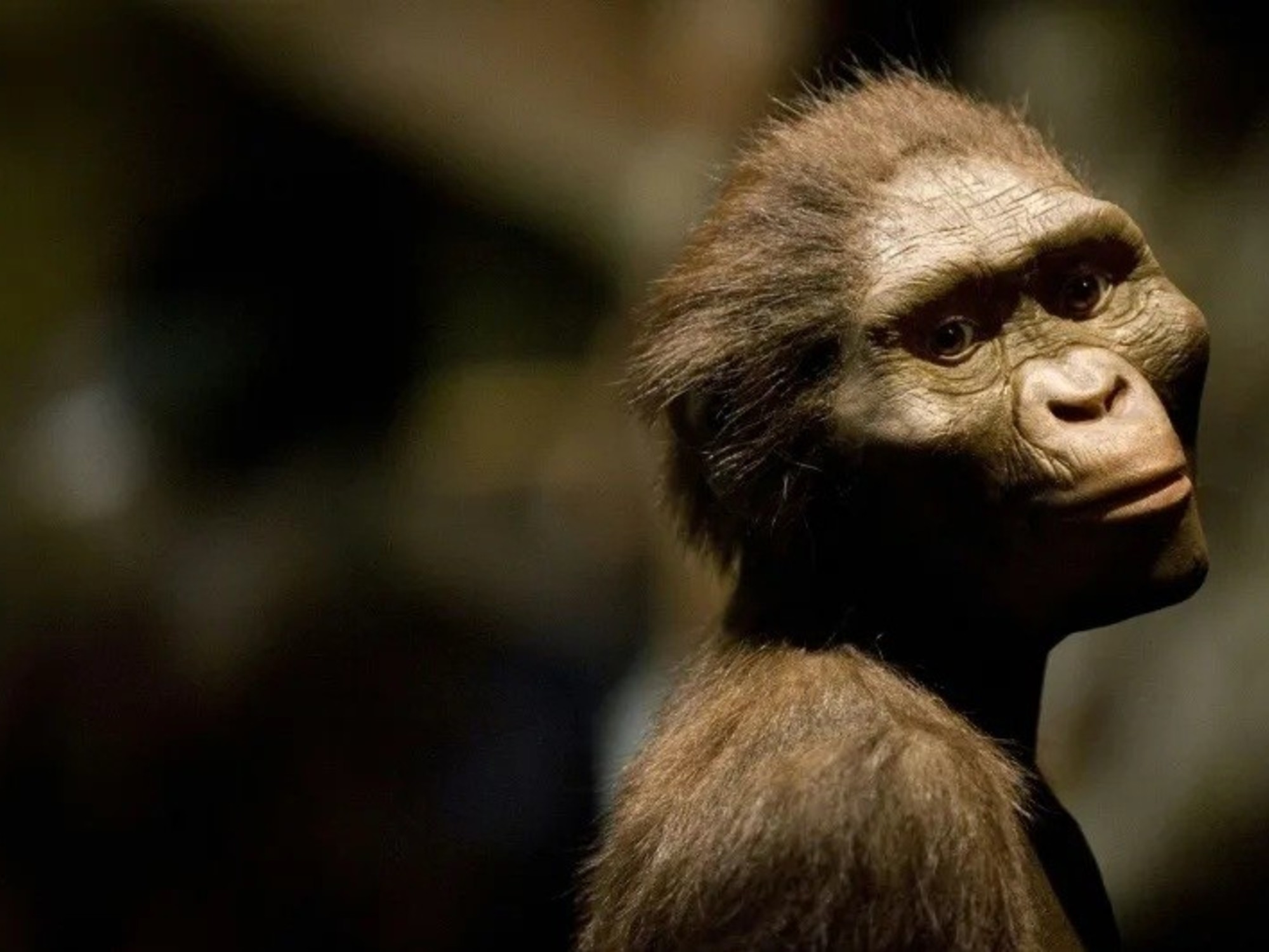 Lucy, famosa ancestral humana, é exibida pela primeira vez na Europa