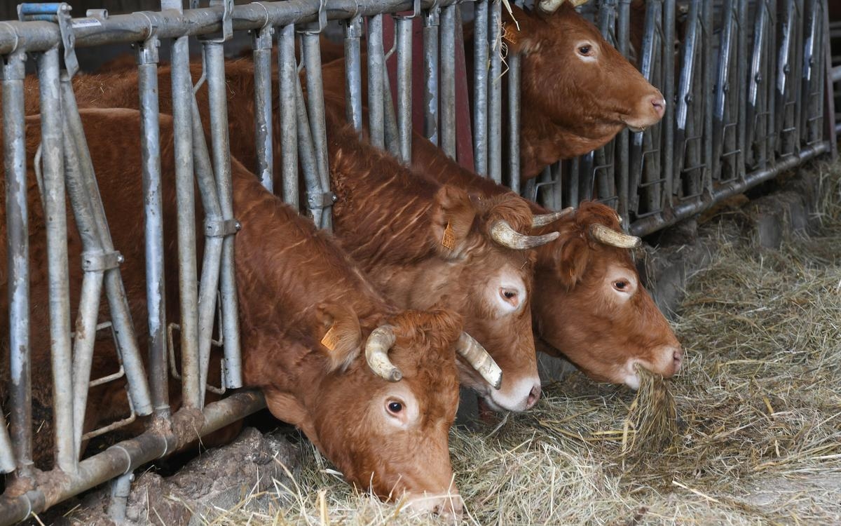 Eyzerac: The total slaughter of a herd affected by bovine tuberculosis is underway