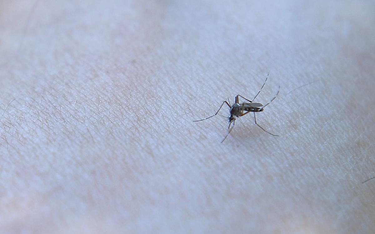 Dordogne'da iki yerli chikungunya vakası tespit edildi