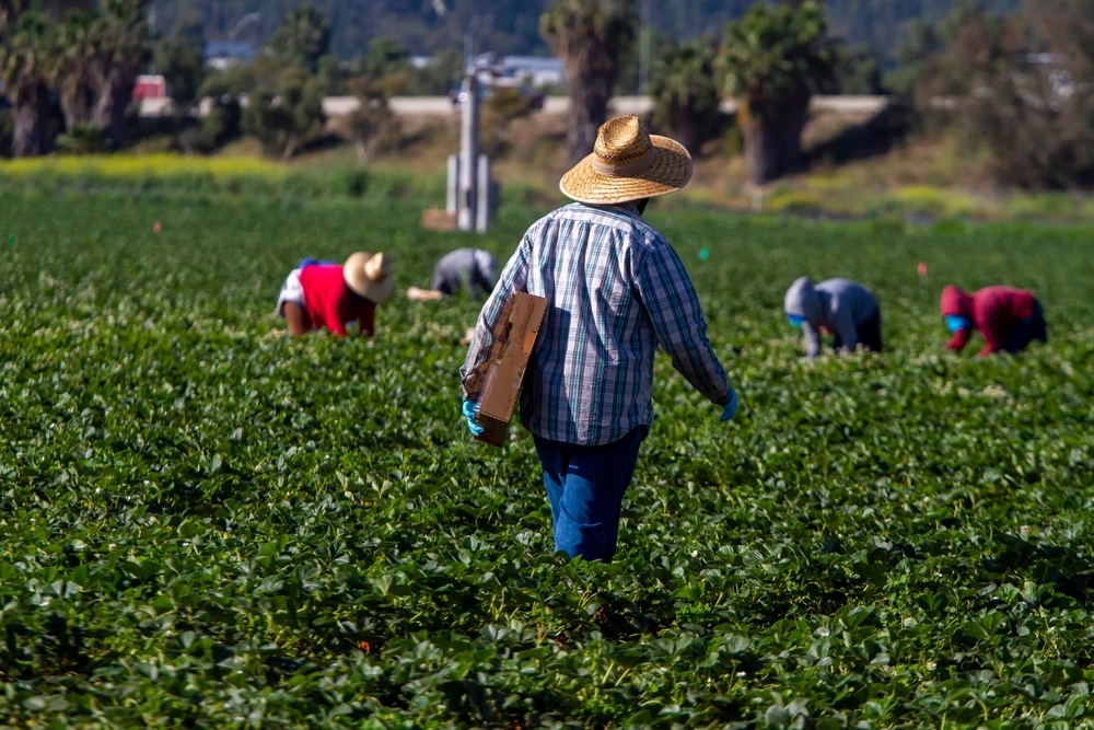 Saint-Paterne-Le Chevain (72): two years in prison for a repeat offender market gardener presenting himself as a “benefactor of undocumented immigrants”: some were paid 3 euros an hour
