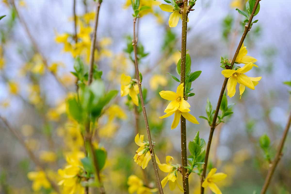 Forsythia Budaması: Ne Zaman ve Nasıl Yapılır (Fotoğraflarla)