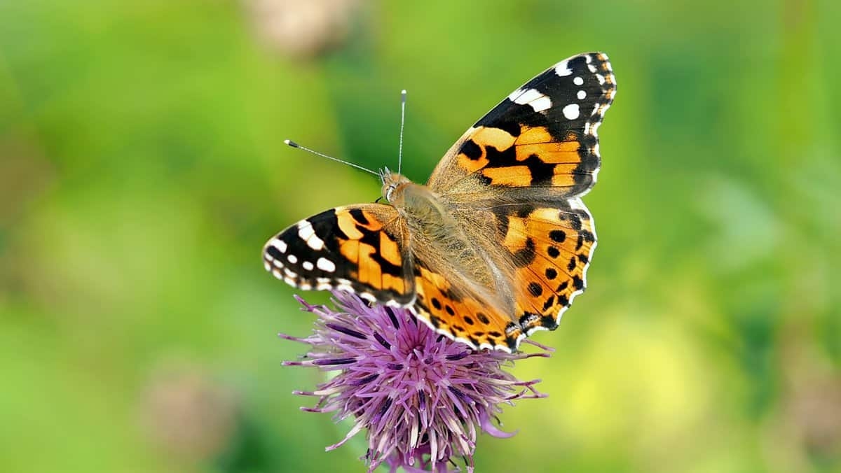 Piante ospiti essenziali per le farfalle nel tuo giardino