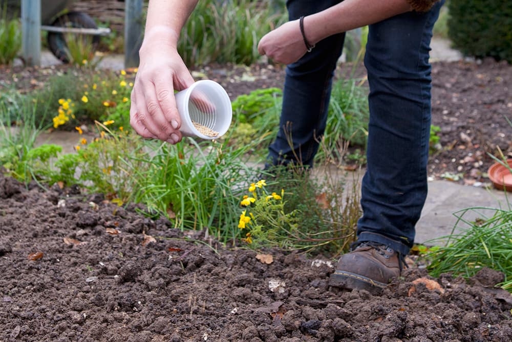 Semeando adubos verdes na sua horta: veja como