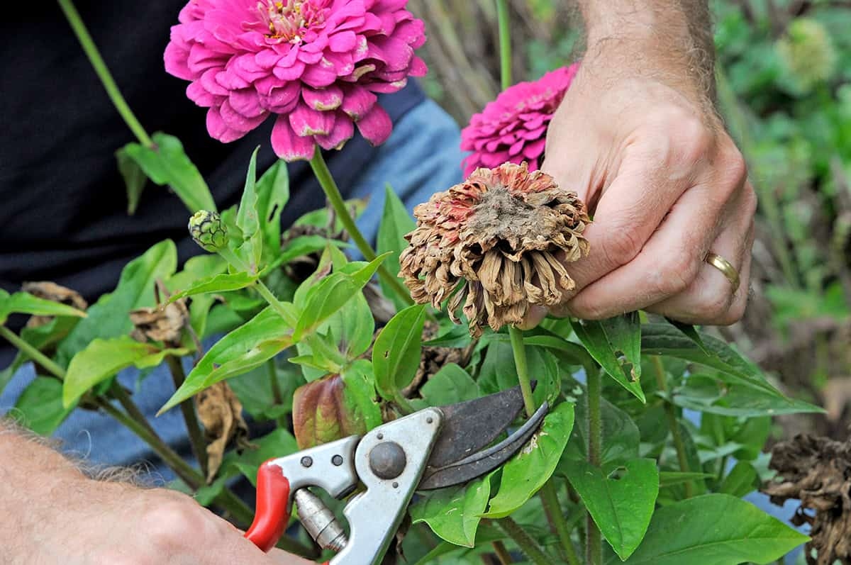 Faded Flowers? Cut Them Down for These 6 Reasons