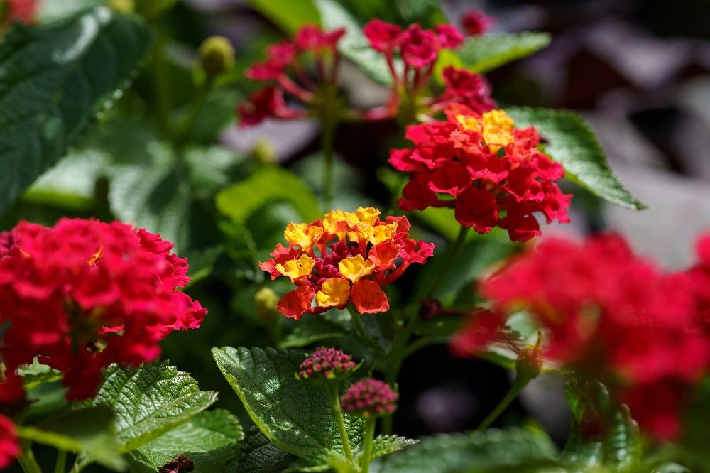 Estas 13 plantas mantêm os mosquitos longe