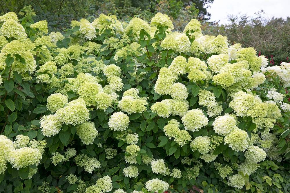 Doenças e problemas com hortênsias: o que você pode fazer sobre eles